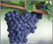 Red wine grapes