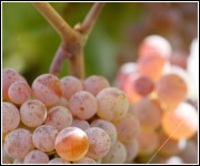 Rose Grapes, Rose Wine Online
