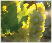 White Wine Grapes