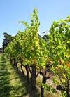 vines