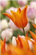 Newcastle-Florist-Newcastle-Flower-Delivery
