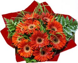 red gerberas perth