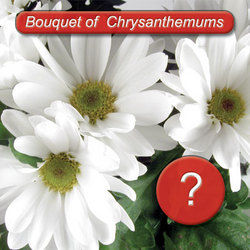 chrysanthemums  bouquet daisy