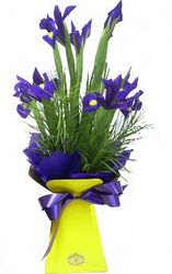 Iris perth