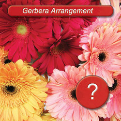 gerberas perth