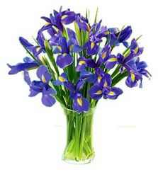 perth iris flower arrangment