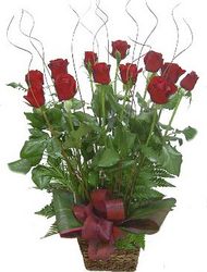 roses perth