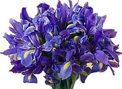 iris bouquet Perth