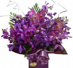 purple orchids