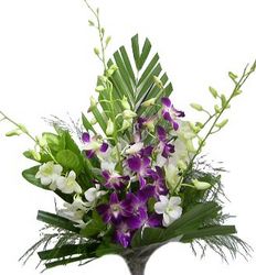 singapore orchids