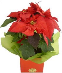 christmas flowers perth
