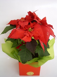 christmas flowers perth