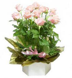Pink roses Perth australia