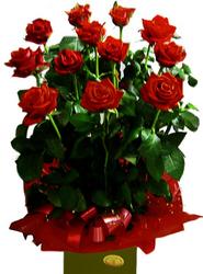 arrangement roses Perth, Australia