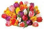 Simply tulips