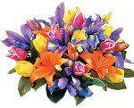 Tulips and Iris Perth
