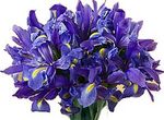 Iris bouquet perth