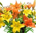 florists perth