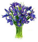 iris perth