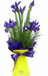 Iris perth