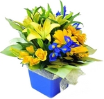 purple & yellow flowers