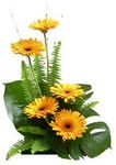 gerberas perth