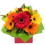 gerberas