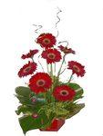 perth gerberas