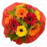 gerberas perth