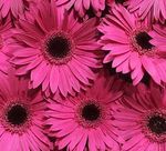 pink gerberas perth
