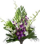 singapore orchids
