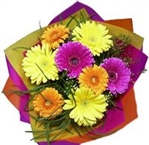 Gerberas