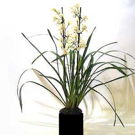 Online Flowers Delivery on Flowers   Plants   Florist Perth Online  Flowers Delivery Perth Wa