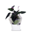 Anthurium in gift box
