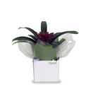 Bromeliad in gift box