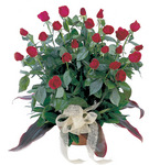 Pot Rose Arrangement