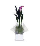 Cala Lily in gift box