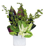 Compact Tropical Arrangement - Green