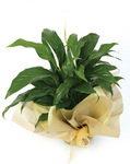 Foliage Plant