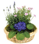 Plants Flowering Dish Garden
