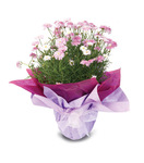 Flowering Plant