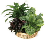 Plants Foliage Dish Garden