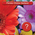 Gerberas with foliage in Wrapped Bouquet