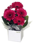 Gerbera Arrangement