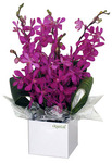 Orchid Arrangement