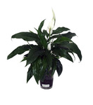 Peace Lily