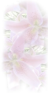 perth-florist-perth