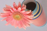 Perth Flower Florist Gerbera