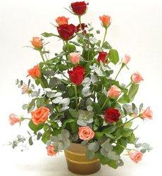Two dozen roses arrangement