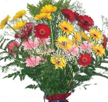 Supreme bouquet of gerberas